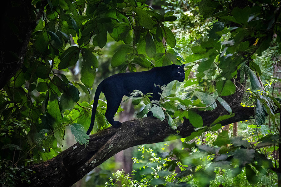 Kabini Forest Reserve (Nagarhole Tiger Reserve), India. Image: Dhruv Patil