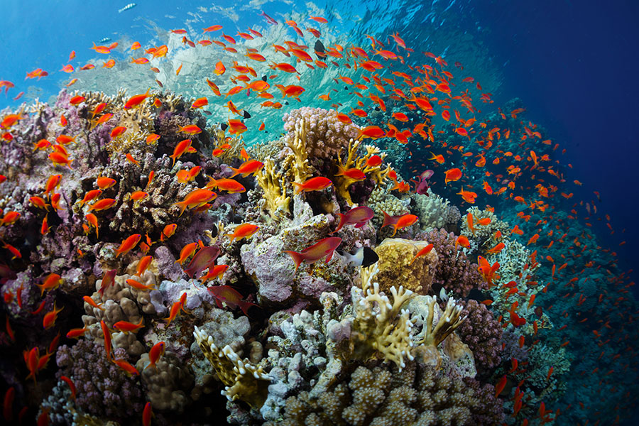 With the future of the world's biodiversity-rich coral reefs threatened by climate change, some experts are looking for rehabilitation strategies to go alongside broader efforts to slash planet-heating pollution.
Image: Shutterstock