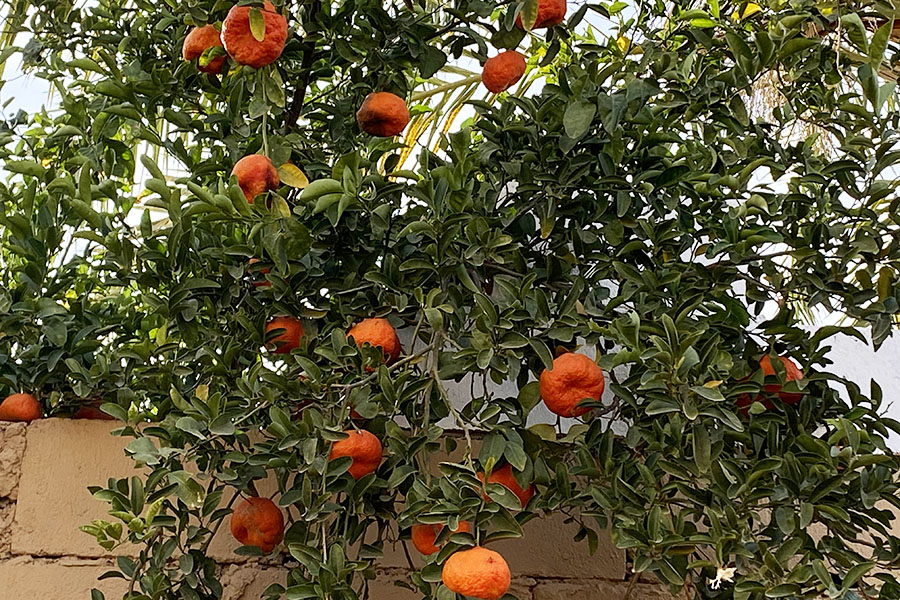 Tayma’s orange orchards are a visual delight! Trees hang heavy,  laden with luscious fruit, tempting the passers by. Image: Vijaya Pratap