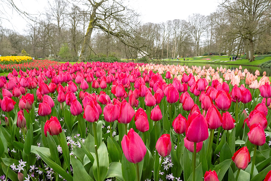 This photograph taken on March 21, 2024 shows tulips at the Keukenhof gardens in Lisse, western Netherlands, on March 21, 2024, after the world's biggest tulip garden opened to the public for its 75th edition. - Keukenhof park, southwest of Amsterdam in the heart of 