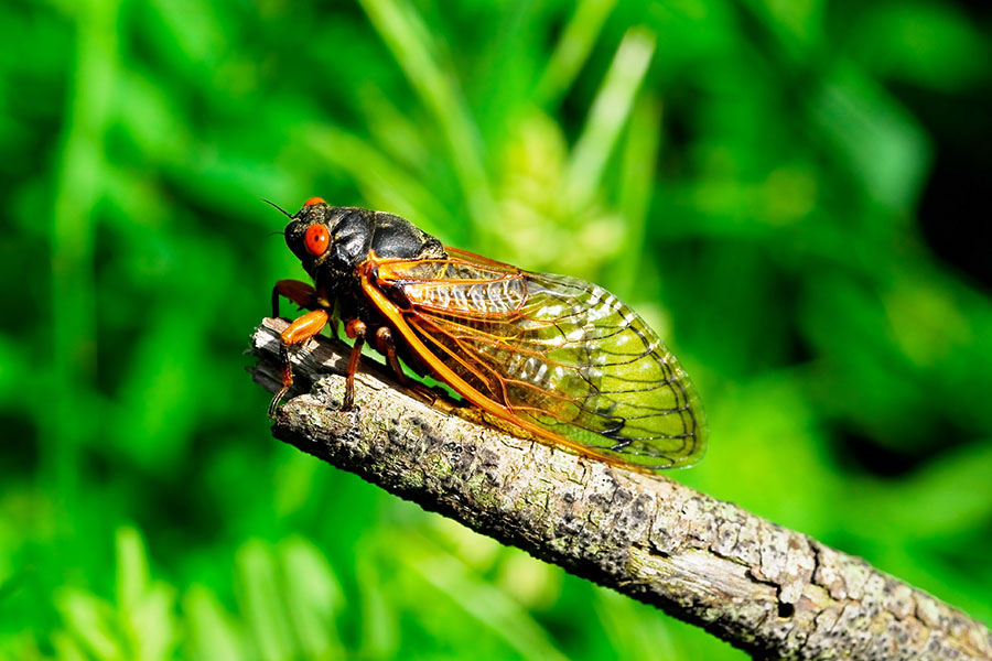 Cicadas comprise a diverse family of over 3,000 insect species found globally, with the majority of their lives spent underground in a larval state. Image: Shutterstock