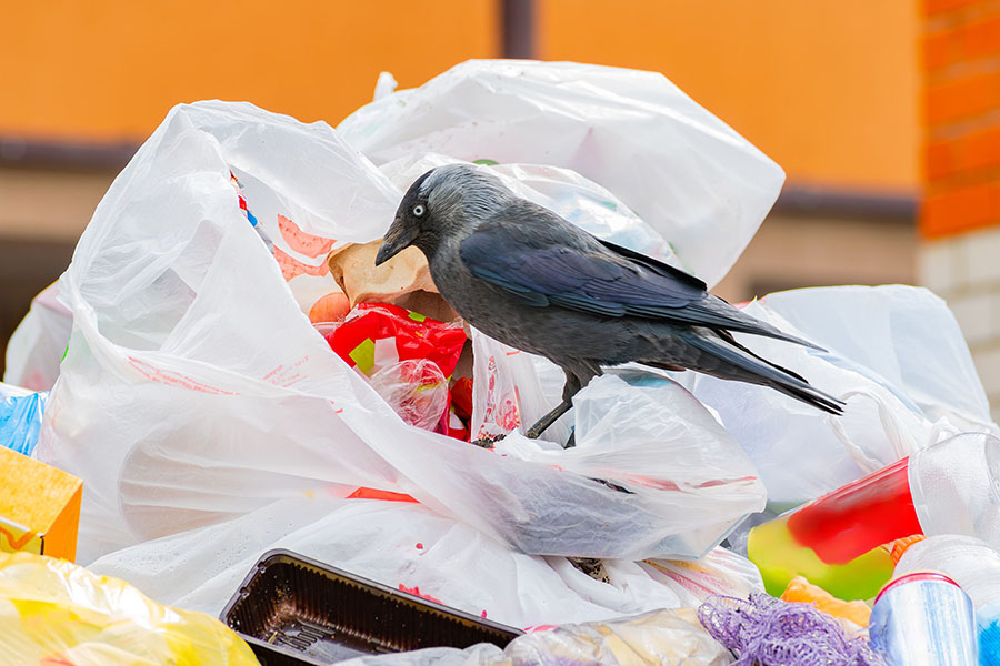 Tokyo has been waging war on crows since the early 2000s. Image credit: Photography Anton Vakhrushev©